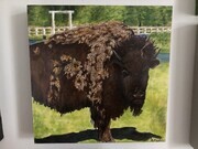 Bison not Buffalo